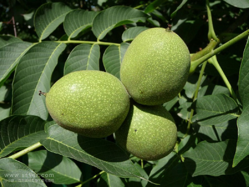 用農業(yè)氣象站采集核桃園氣候環(huán)境要素